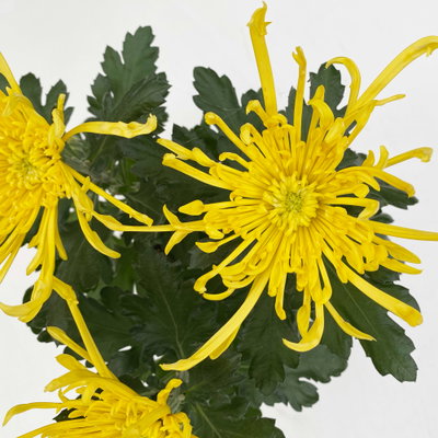Chrysantheme 'Chrysanne® Fireworks Yellow', gelb, Topf-Ø 13 cm, 3 Pflanzen Chrysantheme 'Chrysanne® Fireworks Yellow', gelb, Topf-Ø 13 cm, 3 Pflanzen