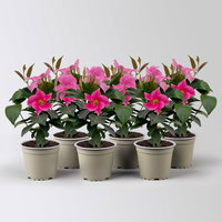 Dipladenie 'Qdeville®', rosa, buschartig, Topf-Ø 12 cm, 6 Pflanzen