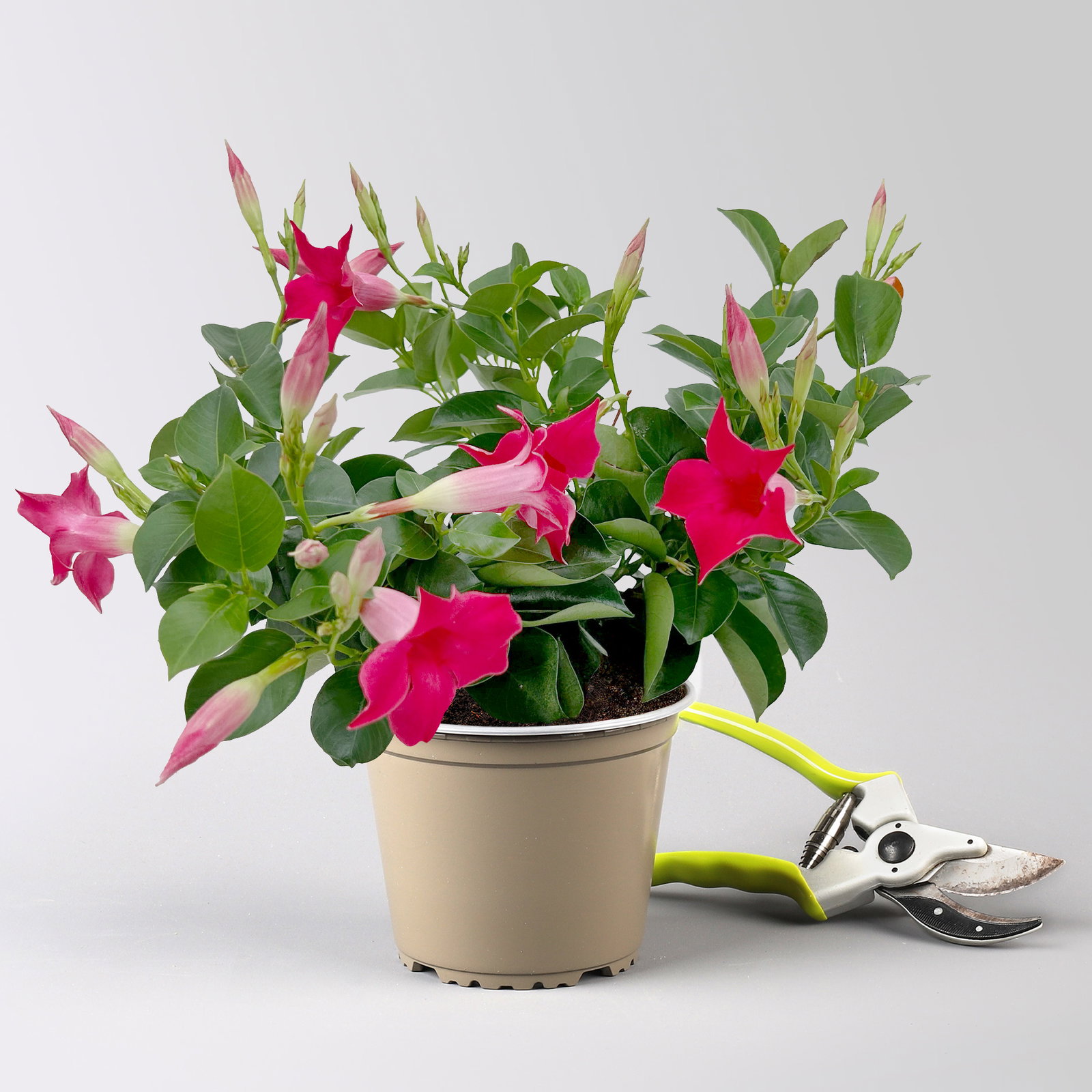 Dipladenie, pink, Topf-Ø 14 cm, 4 Pflanzen Dipladenie, pink, Topf-Ø 14 cm, 4 Pflanzen