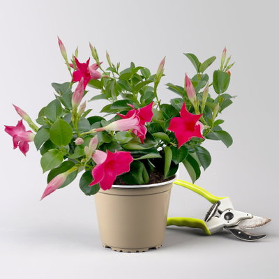 Dipladenie, pink, Topf-Ø 14 cm, 4 Pflanzen Dipladenie, pink, Topf-Ø 14 cm, 4 Pflanzen