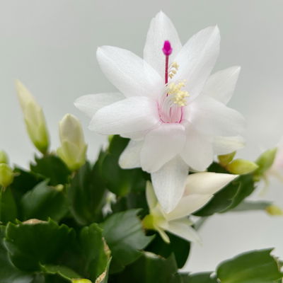 Weihnachtskaktus, weiß, mit Übertopf Dallas anthrazit, Topf-Ø 12 cm, 2 Pflanzen