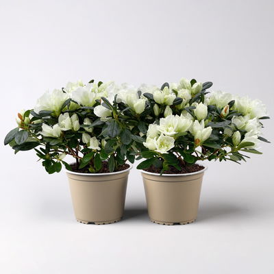 Azalee Hortinno® 'Christine Belli', weiß, Topf-Ø 13 cm, H. ca. 25 cm, 2 Pflanzen