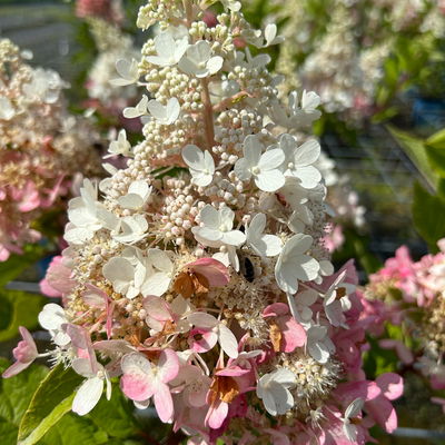 Rispenhortensie 'Pinky Winky'® DVP PinkyⓈ, Höhe ca. 30-40 cm, Topf 5 Liter Rispenhortensie 'Pinky Winky'® DVP PinkyⓈ, Höhe ca. 30-40 cm, Topf 5 Liter