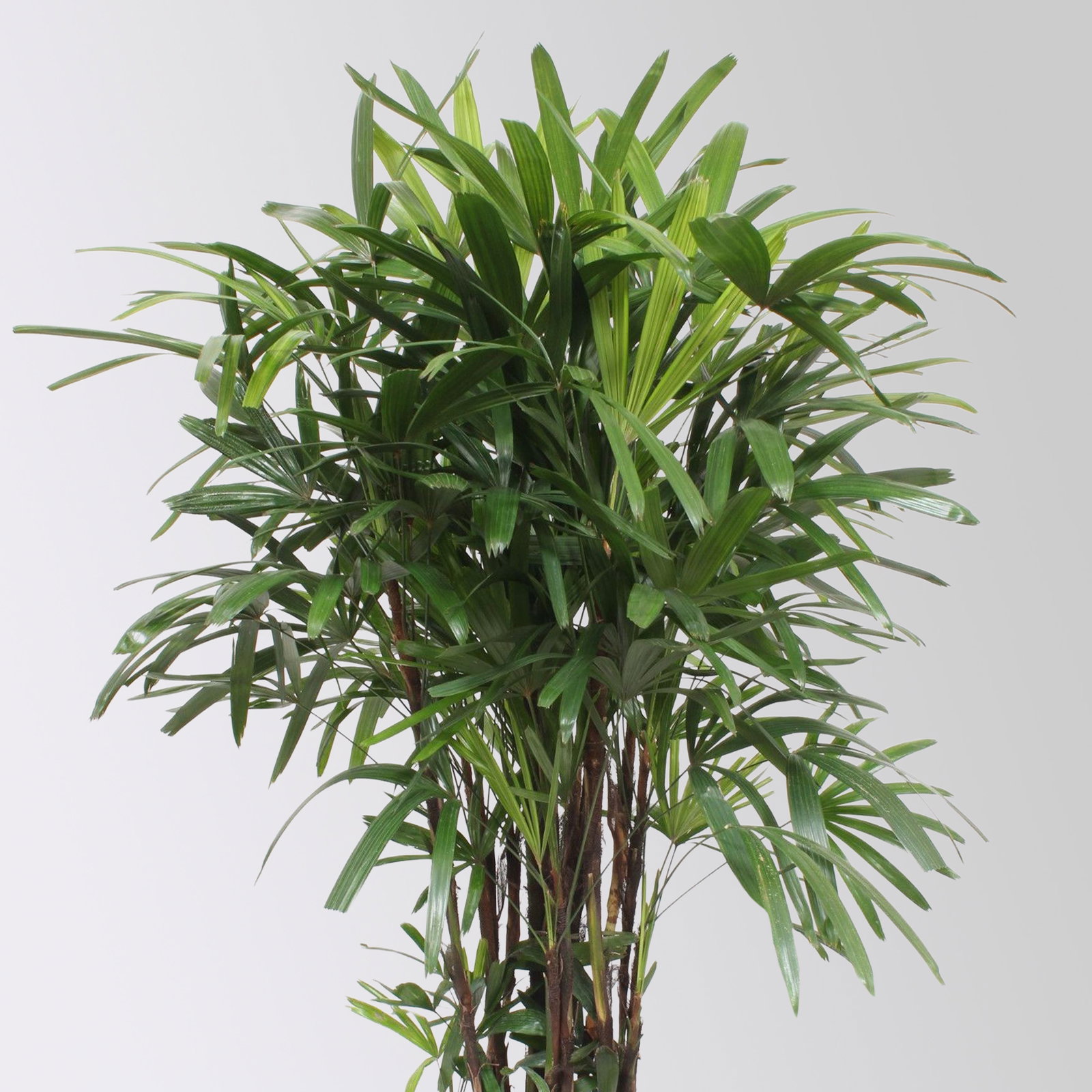 Steckenpalme, Topf-Ø 30 cm, Höhe ca. 160 cm