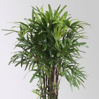 Steckenpalme, Topf-Ø 30 cm, Höhe ca. 160 cm