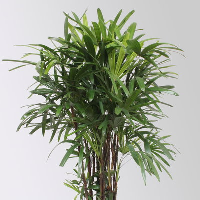 Steckenpalme, Topf-Ø 30 cm, Höhe ca. 160 cm