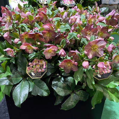 Schneerose Ice N' Rose® 'Early Rose', rosa, Topf-Ø 15 cm Schneerose Ice N' Rose® 'Early Rose', rosa, Topf-Ø 15 cm