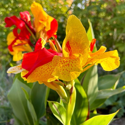 Canna 'Cleopatra', gelb-rot, Topf-Ø 17 cm, 2 Pflanzen Canna 'Cleopatra', gelb-rot, Topf-Ø 17 cm, 2 Pflanzen