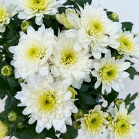 Chrysanthemen, Farben nach Verfügbarkeit, Topf-Ø 10,5 cm, 8er-Set