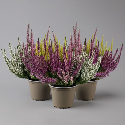 Knospenheide 'High Five®', fünffarbig, Topf-Ø 13 cm, 3 Pflanzen Knospenheide 'High Five®', fünffarbig, Topf-Ø 13 cm, 3 Pflanzen