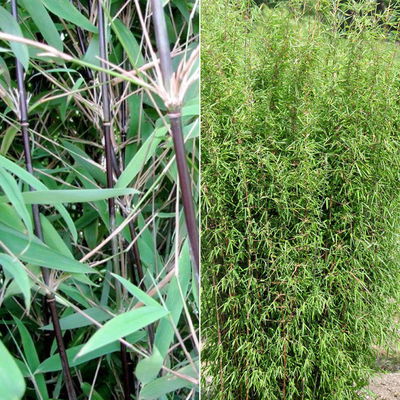 Bambus 'Dekorative Halme Rot/Schwarz', Höhe 80-100cm, Topf 7,5/10 Liter, 2 Stück Bambus 'Dekorative Halme Rot/Schwarz', Höhe 80-100cm, Topf 7,5/10 Liter, 2 Stück