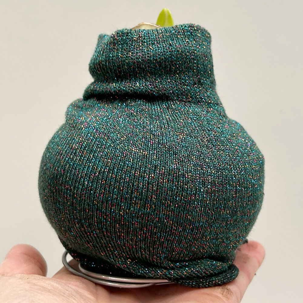 Amaryllis in Wachs, Dekor 'Pullover Fashionz Pattern' zufällig, Blüte rot Amaryllis in Wachs, Dekor 'Pullover Fashionz Pattern' zufällig, Blüte rot