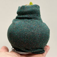 Amaryllis in Wachs, Dekor 'Pullover Fashionz Pattern' zufällig, Blüte rot Amaryllis in Wachs, Dekor 'Pullover Fashionz Pattern' zufällig, Blüte rot