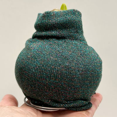 Amaryllis in Wachs, Dekor 'Pullover Fashionz Pattern' zufällig, Blüte rot Amaryllis in Wachs, Dekor 'Pullover Fashionz Pattern' zufällig, Blüte rot