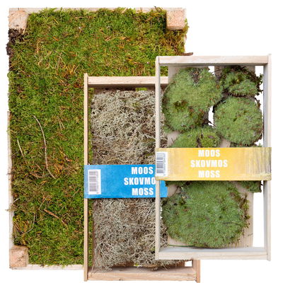 Wald-, Kugel- und Silbermoos in der Holzkiste, 3er-Set