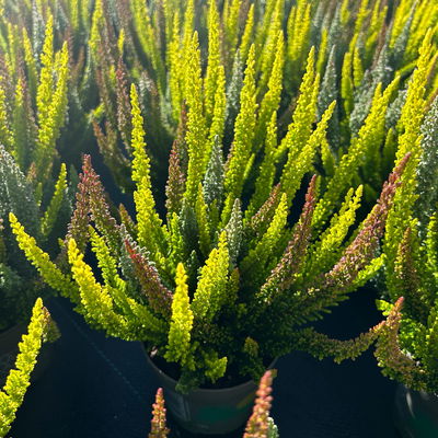 Calluna 'SKYLINE® Trio', gelb-orange-grau, Topf-Ø 11 cm, 6 Pflanzen Calluna 'SKYLINE® Trio', gelb-orange-grau, Topf-Ø 11 cm, 6 Pflanzen