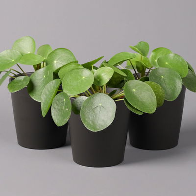 Pilea peperomioides in Topf anthrazit, Topf-Ø 12 cm, H: ca. 20 cm, 3er-Set Pilea peperomioides in Topf anthrazit, Topf-Ø 12 cm, H: ca. 20 cm, 3er-Set