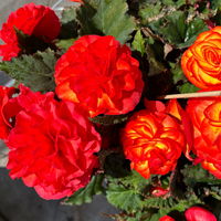 Knollenbegonie 'Nonstop® Flame' orange-gelb, Topf 11/12 cm Ø, 6 Pflanzen