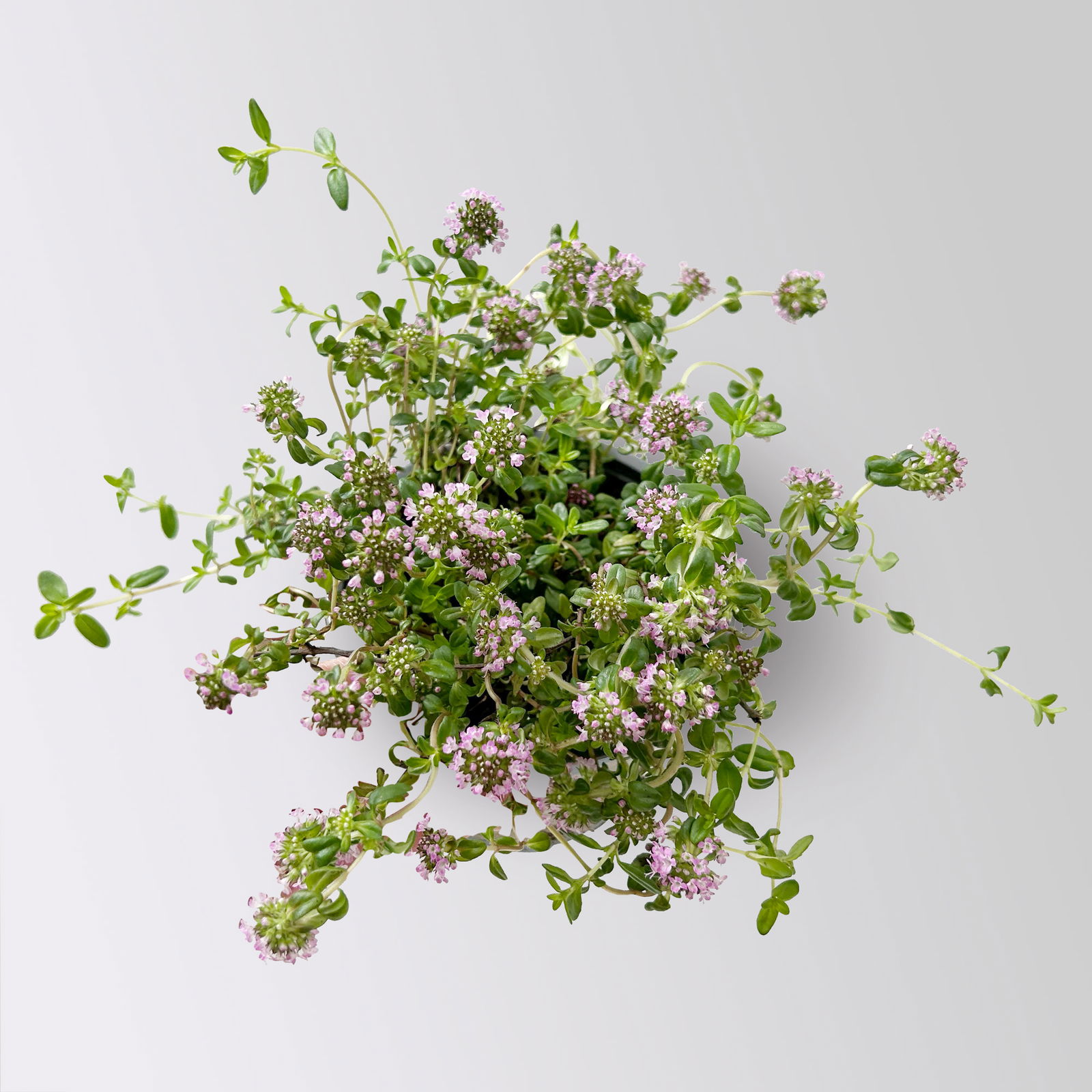 Bio Kaskadenthymian, Topf-Ø 12 cm