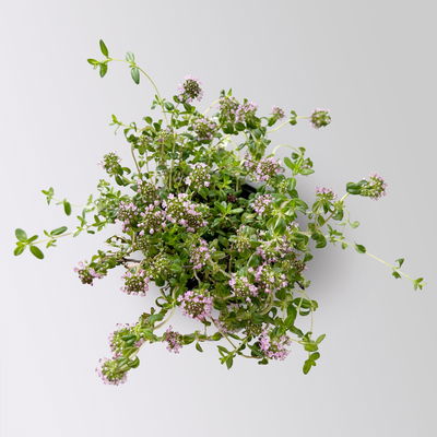 Bio Kaskadenthymian, Topf-Ø 12 cm