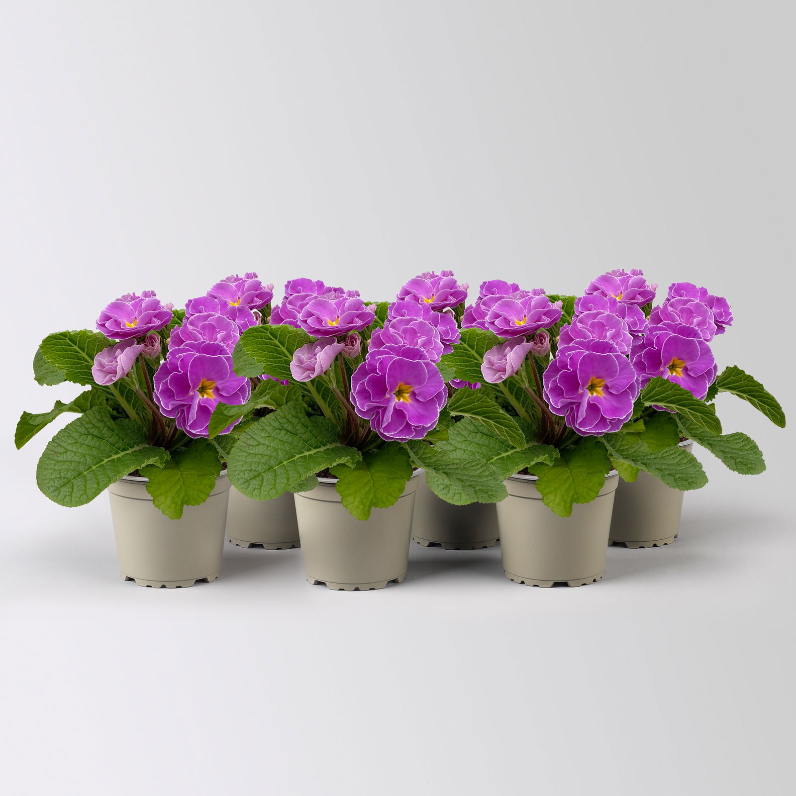 Primel 'PomPom', lila, gefüllt, Topf-Ø 12 cm, 6 Pflanzen