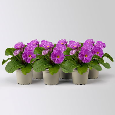 Primel 'PomPom', lila, gefüllt, Topf-Ø 12 cm, 6 Pflanzen