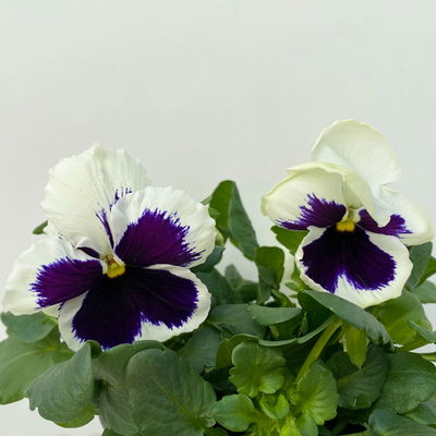 Stiefmütterchen, weiß, Sorte zufällig, Topf-Ø 13 cm, 6 Pflanzen