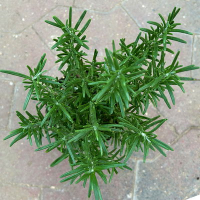 Sunny Herbs® Rosmarin, Busch, Topf-Ø 14 cm, 6 Pflanzen Sunny Herbs® Rosmarin, Busch, Topf-Ø 14 cm, 6 Pflanzen
