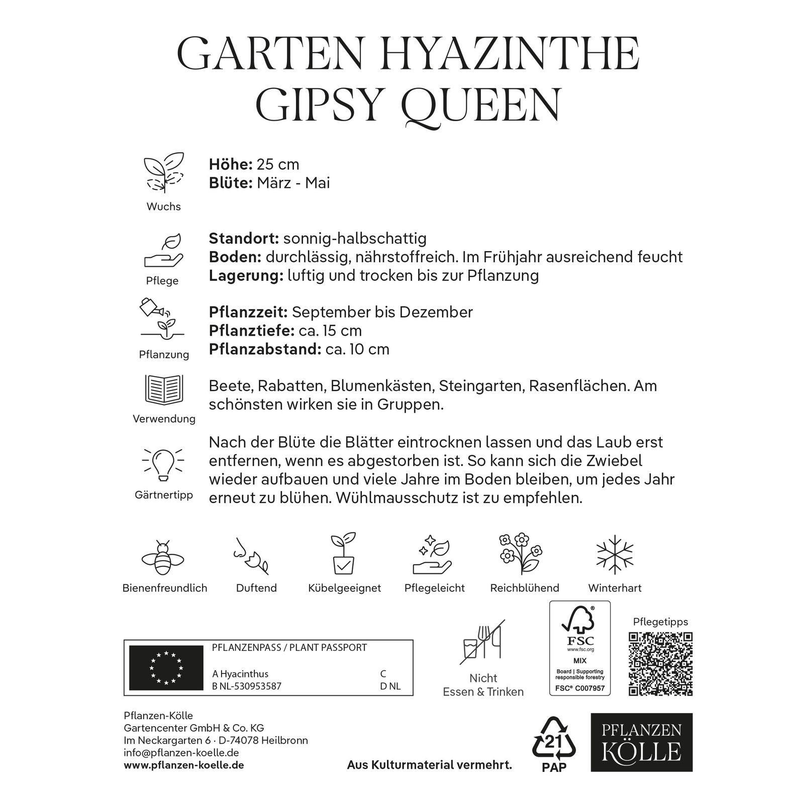 Garten-Hyazinthen 'Gipsy Queen', lachsfarben, 5 Blumenzwiebeln