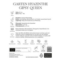 Garten-Hyazinthen 'Gipsy Queen', lachsfarben, 5 Blumenzwiebeln