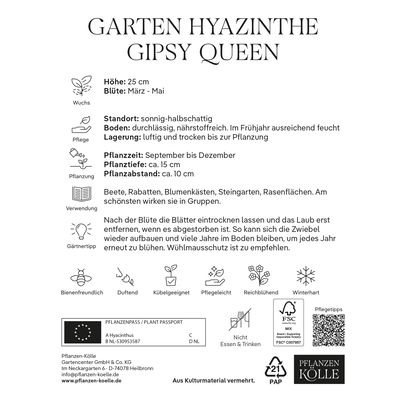 Garten-Hyazinthen 'Gipsy Queen', lachsfarben, 5 Blumenzwiebeln