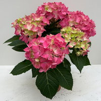 Hortensie 'Everlast Pink', Topf-Ø 14 cm, 2 Pflanzen