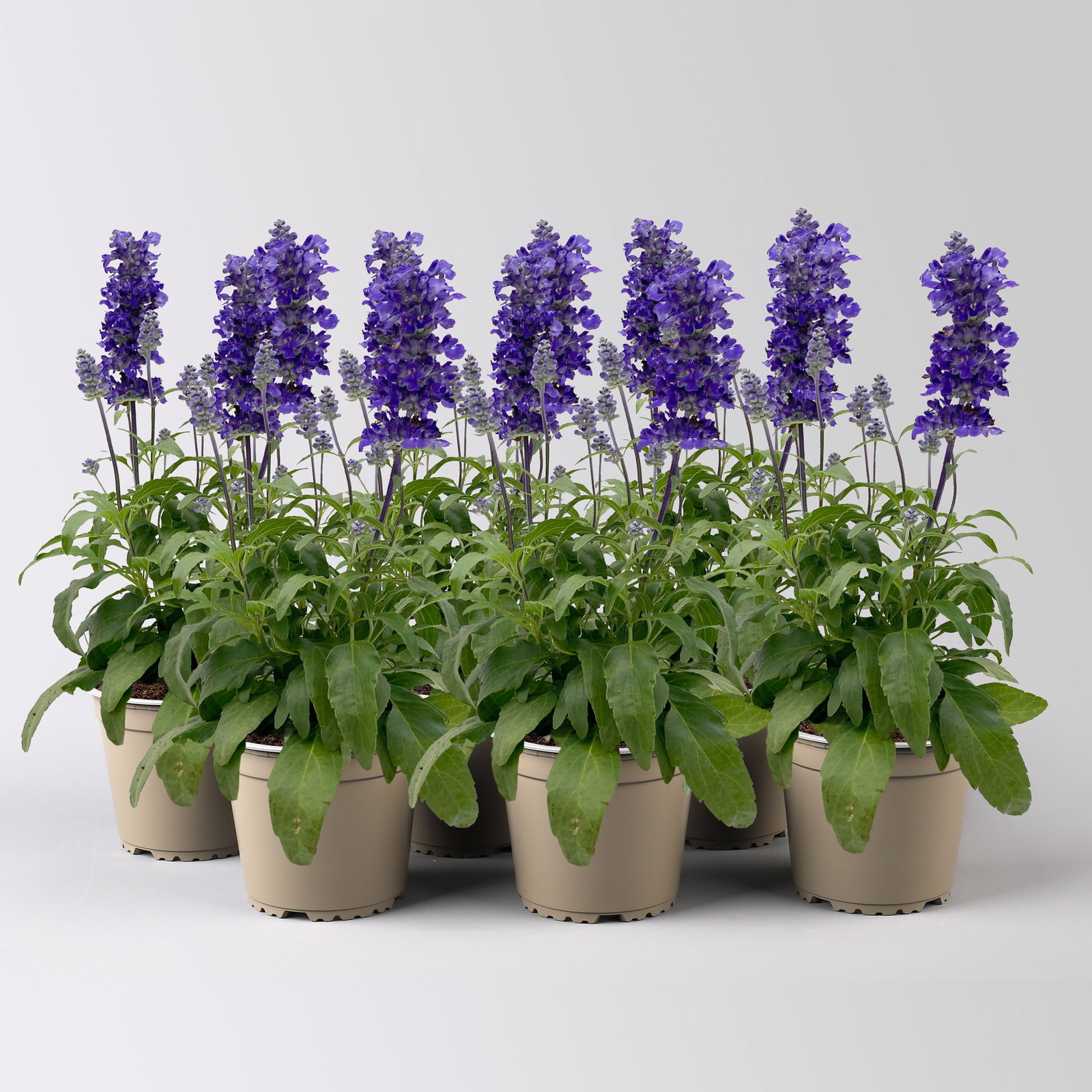 Mehliger Salbei, blau, Topf-Ø 13 cm, 6 Pflanzen Mehliger Salbei, blau, Topf-Ø 13 cm, 6 Pflanzen