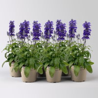 Mehliger Salbei, blau, Topf-Ø 13 cm, 6 Pflanzen Mehliger Salbei, blau, Topf-Ø 13 cm, 6 Pflanzen
