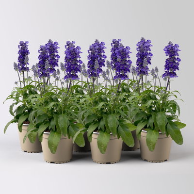 Mehliger Salbei, blau, Topf-Ø 13 cm, 6 Pflanzen Mehliger Salbei, blau, Topf-Ø 13 cm, 6 Pflanzen