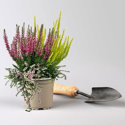 Knospenheide 'Beautybelle®', Mix zufällig, Topf-Ø 11 cm, 6 Pflanzen Knospenheide 'Beautybelle®', Mix zufällig, Topf-Ø 11 cm, 6 Pflanzen