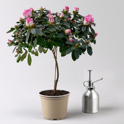 Azalee, Stamm, Farbe zufällig, Topf-Ø 13cm, Höhe ca. 45 cm, 2 Pflanzen Azalee, Stamm, Farbe zufällig, Topf-Ø 13cm, Höhe ca. 45 cm, 2 Pflanzen