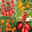 Tomatenpflanzen Dattel Mix F1, Topf-Ø 12 cm, 5er-Set