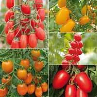 Tomatenpflanzen Dattel Mix F1, Topf-Ø 12 cm, 5er-Set