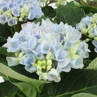 Hortensie 'Magical Revolution®' blau, Topf-Ø 12cm, H: 30 cm