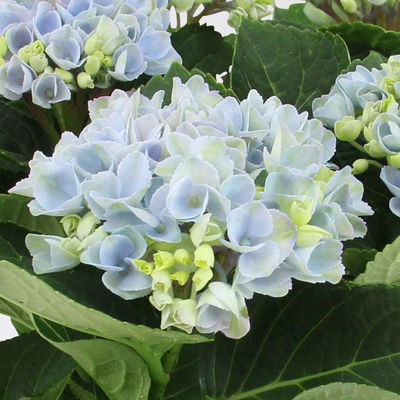 Hortensie 'Magical Revolution®' blau, Topf-Ø 14cm