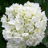 Kölle Gartenhortensie Ball weiß, 4/5 Liter Topf