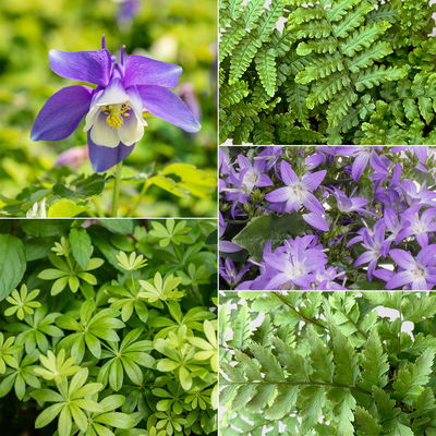 Pflanzenkreation Gartenmagie, groß, 7 Pflanzen inkl. Erde und Dünger Pflanzenkreation Gartenmagie, groß, 7 Pflanzen inkl. Erde und Dünger