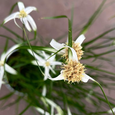 Rhynchospora colorata 'Sternentänzergras', Topf-Ø 10,5 cm, 6 Pflanzen
