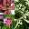 Balkonpflanzen-Trio pink-weiß, Topf-Ø 12/13 cm, 3er-Set