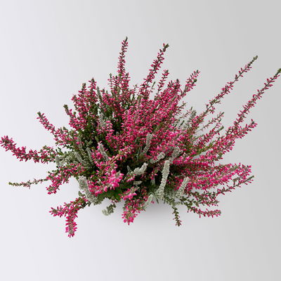 Caluna 'Lönneby' Twin, 'Fluffy' & rot, Topf-Ø 13 cm, 3 Pflanzen