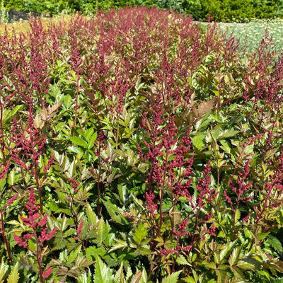 Bio Prachtspiere rot, Topf 11x11 cm, 3 Pflanzen Bio Prachtspiere rot, Topf 11x11 cm, 3 Pflanzen