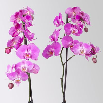 Schmetterlingsorchidee, dunkelrosa, 2 Rispen, Topf-Ø 12 cm, Höhe ca. 65 cm Schmetterlingsorchidee, dunkelrosa, 2 Rispen, Topf-Ø 12 cm, Höhe ca. 65 cm