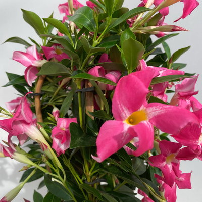 Dipladenie 'Pink Star', pink gesternt, Doppelbogen, Topf-Ø 17 cm, Höhe ca. 60 cm