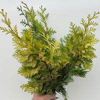 Scheinzypresse 'Crippisii' im Handbund, 3 Bund Scheinzypresse 'Crippisii' im Handbund, 3 Bund